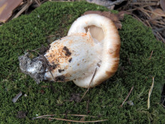 Tricholoma Focale - Рядовка перевязанная