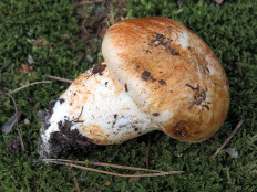 Tricholoma Focale - Рядовка перевязанная