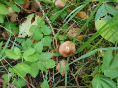 Гриб из Петербург