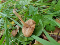 Гриб из Петербург