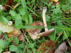 Гриб из Петербург