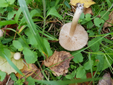 Гриб из Петербург