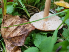 Гриб из Петербург