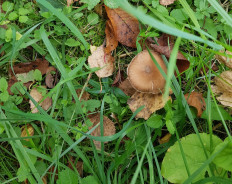 Гриб из Петербург