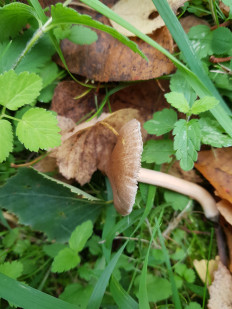 Гриб из Петербург