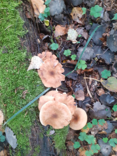 Гриб из Москва