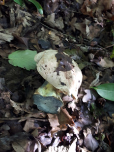 Гриб из кавказский район