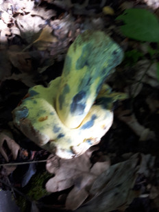 Гриб из кавказский район