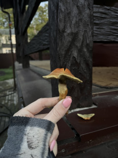 Hypholoma fasciculare - Ложноопёнок серно-жёлтый