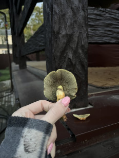 Hypholoma fasciculare - Ложноопёнок серно-жёлтый