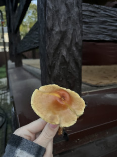 Hypholoma fasciculare - Ложноопёнок серно-жёлтый