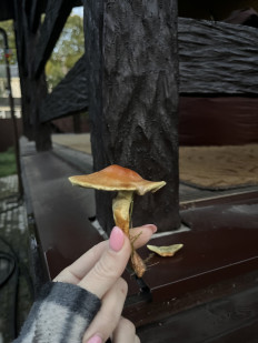 Hypholoma fasciculare - Ложноопёнок серно-жёлтый