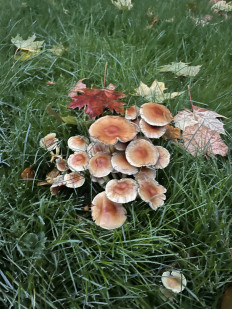 Hypholoma fasciculare - Ложноопёнок серно-жёлтый