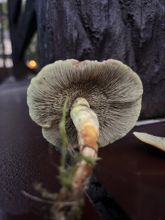 Hypholoma fasciculare - Ложноопёнок серно-жёлтый