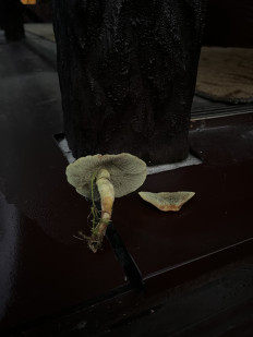 Hypholoma fasciculare - Ложноопёнок серно-жёлтый