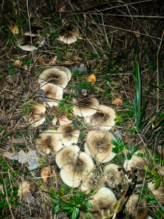 Гриб из Екатеринбург