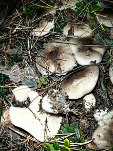 Гриб из Екатеринбург