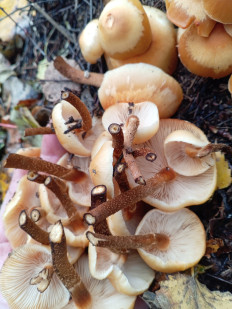 Гриб из Тевриз