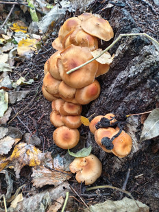 Гриб из Тевриз