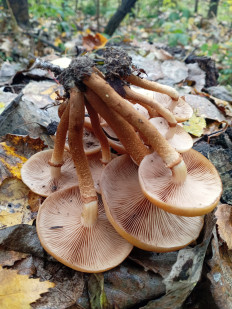 Гриб из Тевриз