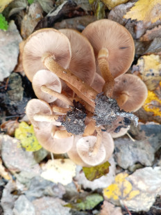 Гриб из Тевриз