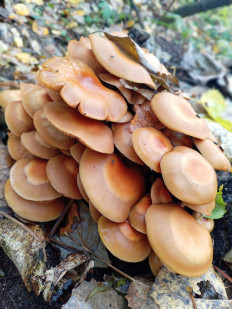 Гриб из Тевриз