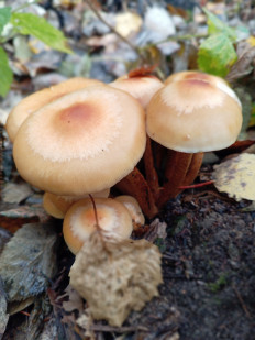 Гриб из Тевриз