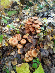 Гриб из Тевриз