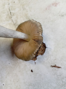 Гриб из Тевриз