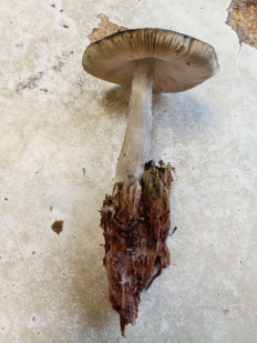 Гриб из Тевриз