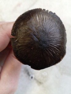 Гриб из Тевриз