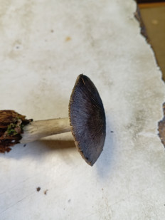 Гриб из Тевриз