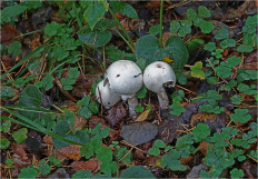 Гриб из Москва