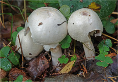 Гриб из Москва