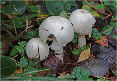 Гриб из Москва