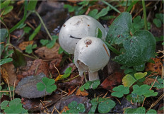 Гриб из Москва