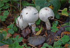 Гриб из Москва