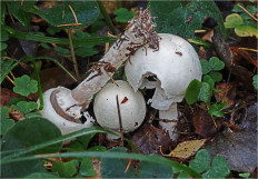 Гриб из Москва