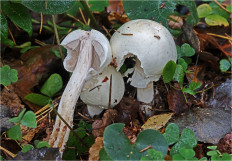 Гриб из Москва