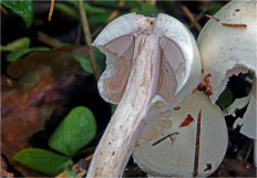 Гриб из Москва