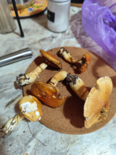 Гриб из Домодедово, МО