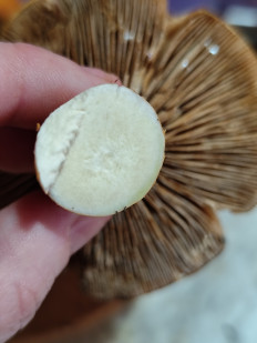 Гриб из Домодедово, МО