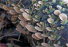 Гриб из Москва