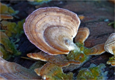 Гриб из Москва