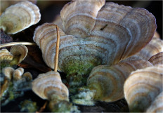 Гриб из Москва