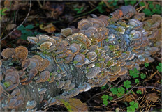 Гриб из Москва