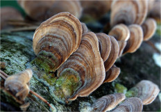 Гриб из Москва