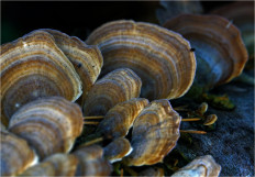 Гриб из Москва