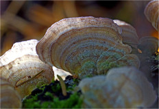 Гриб из Москва