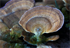 Гриб из Москва